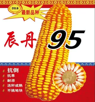 玉米海报 玉米种子