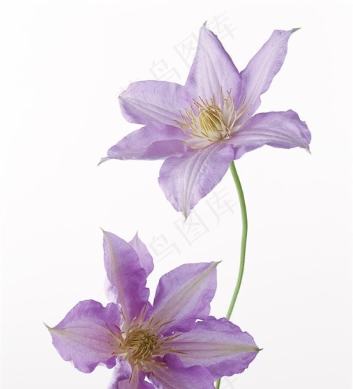 百合花图片素材大全