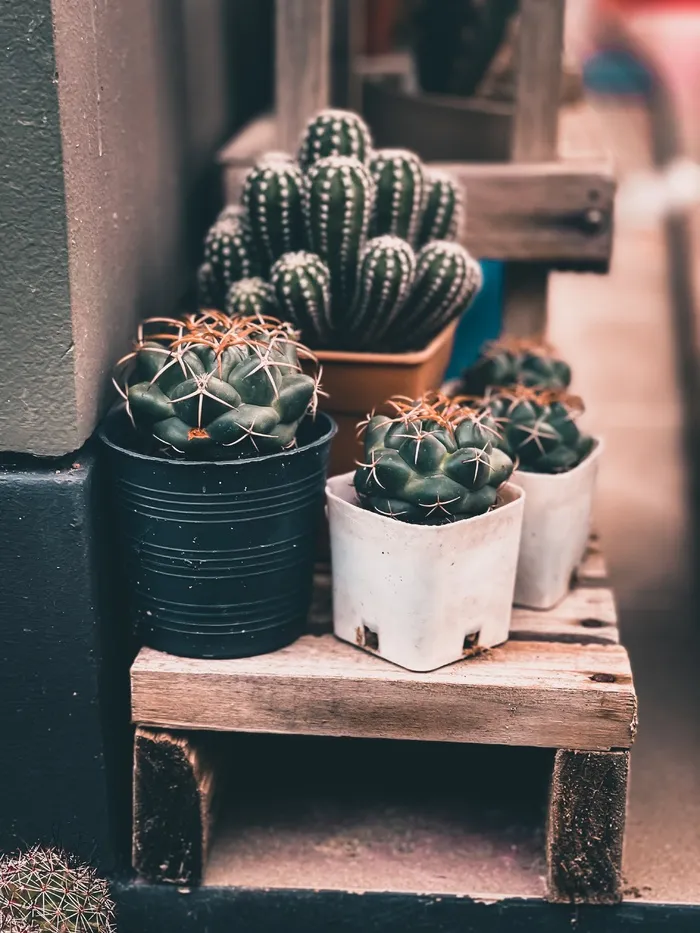 绿色仙人掌仙人球摄影素材