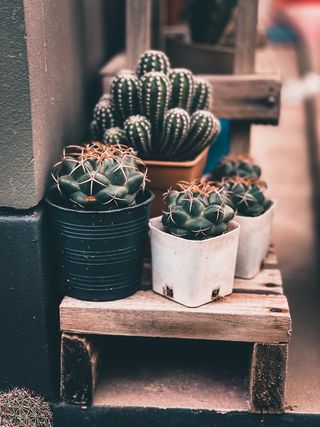 绿色仙人掌仙人球摄影素材