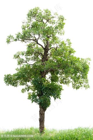 绿化植物高清图片