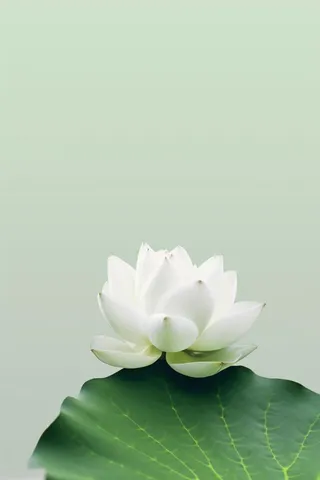 简约摄影清新荷花白绿色背景