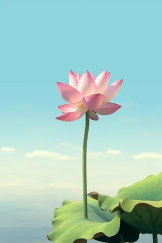 清新阳光荷花荷叶天空白云背景