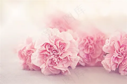 温馨的康乃馨鲜花图片