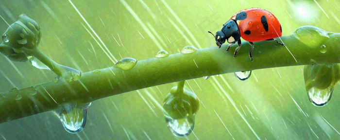 春天雨水叶子绿叶上的七星瓢虫，虫类，谷雨春分摄影图(1712x704)
