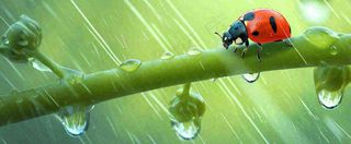 春天雨水叶子绿叶上的七星瓢虫，虫类，谷雨春分摄影图