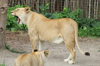 狮子动物园动物森林野生设计素材