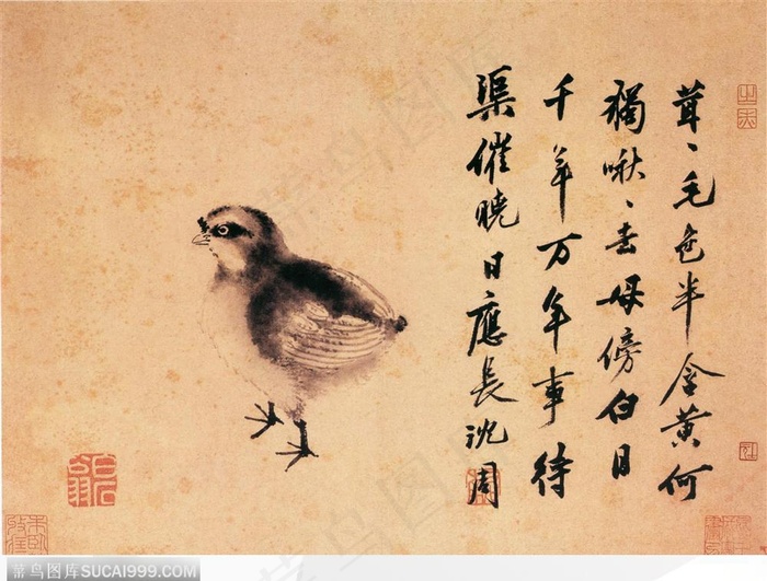 花鸟篇-小鸡