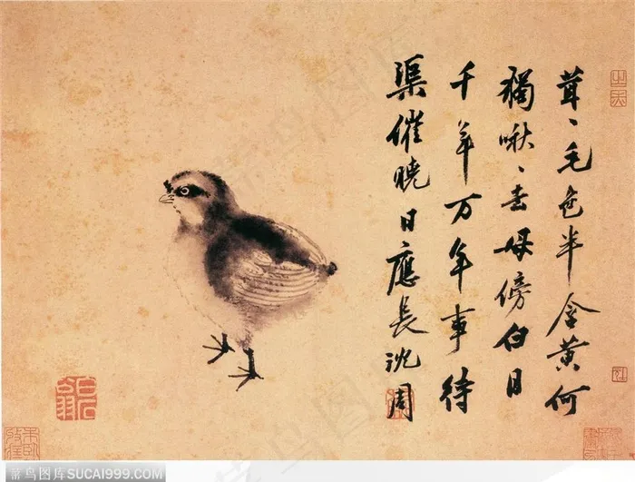 花鸟篇-小鸡