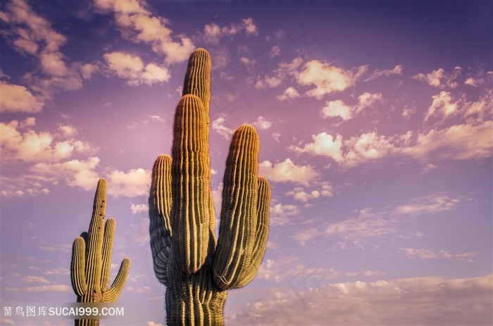 美丽的植物仙人掌高清图片
