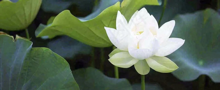 夏天白荷花荷花池，处暑小暑大暑夏至立夏摄影图(1712x704)