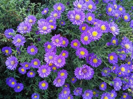 高清荷兰菊图片