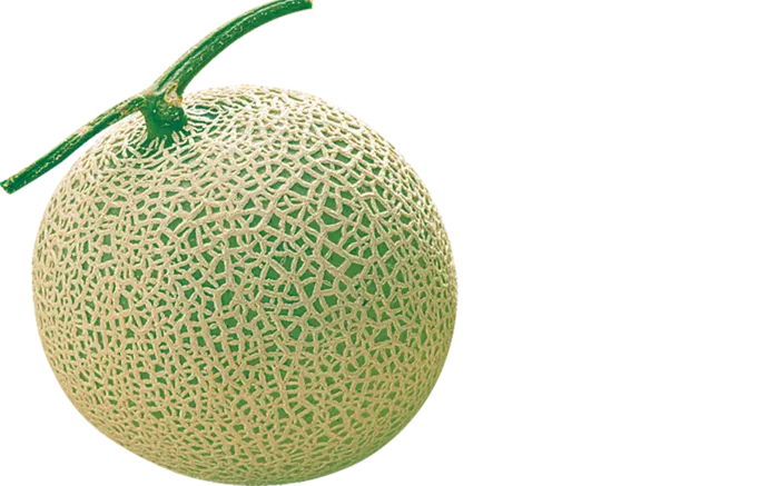 现代农业哈密瓜