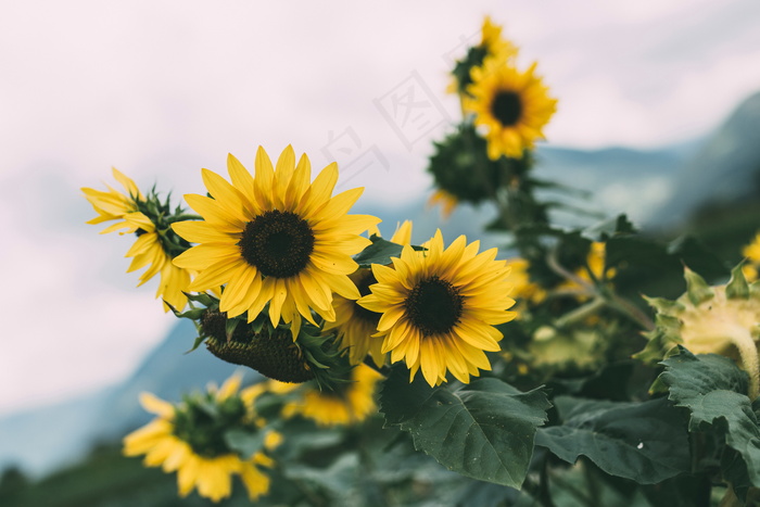 向日葵鲜花花朵图片