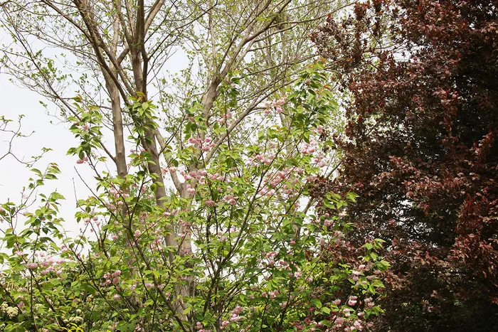 阳光下绿树上的粉色小花