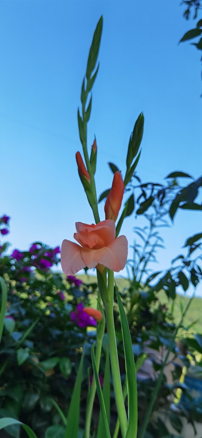 剑兰 唐菖蒲