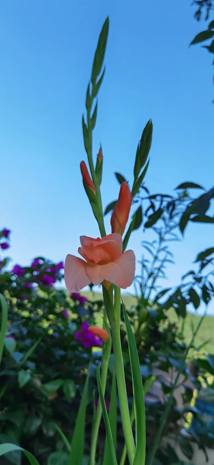 剑兰 唐菖蒲