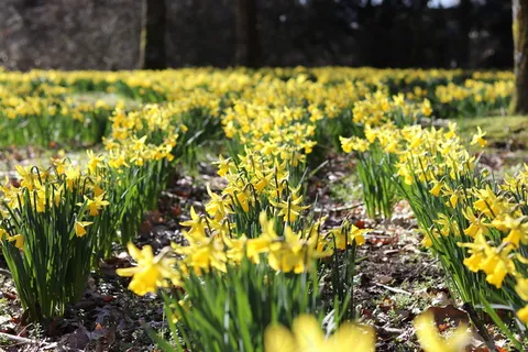 黄色水仙花海图片 黄色水仙花海图片