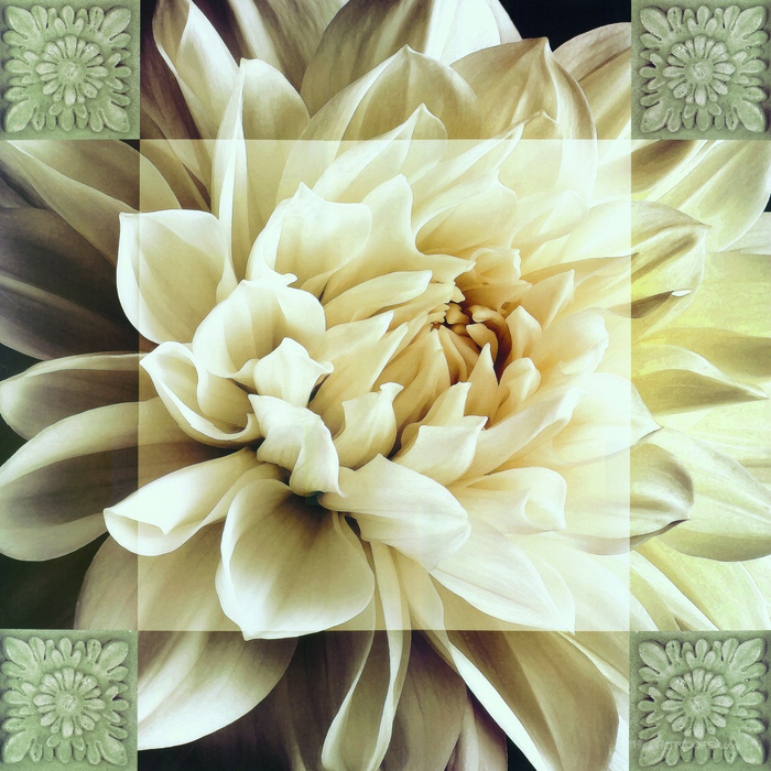 白色花卉唯美插画