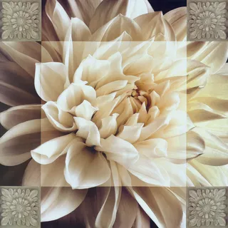 白色花卉唯美插画