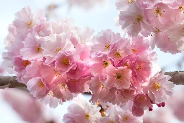 唯美粉色樱花节景色高清