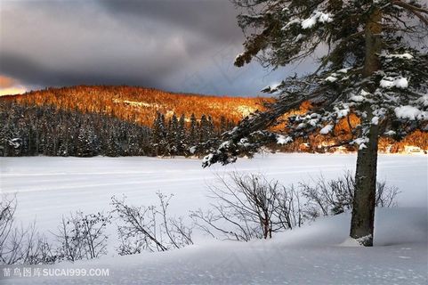 泾渭分明的森林