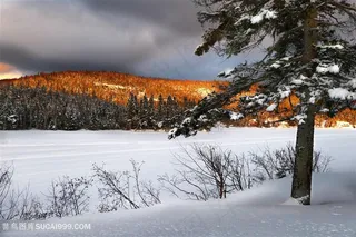 泾渭分明的森林
