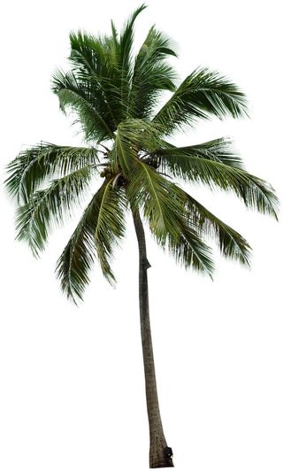 高清树木素材 免抠PSD植物素材 美术绘画园林贴图 树草灌木花草