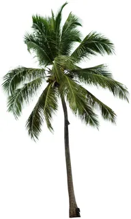 高清树木素材 免抠PSD植物素材 美术绘画园林贴图 树草灌木花草 高清树木素材 免抠PSD植物素材 美术绘画园林贴图 树草灌木花草