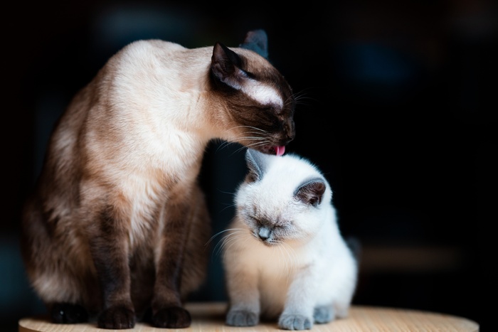 可爱猫咪猫猫摄影素材
