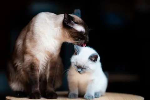 可爱猫咪猫猫摄影素材 可爱猫咪猫猫摄影素材