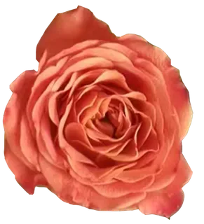 唯美香槟重瓣小朵多头玫瑰免抠摄影师拍实物花朵元素素材