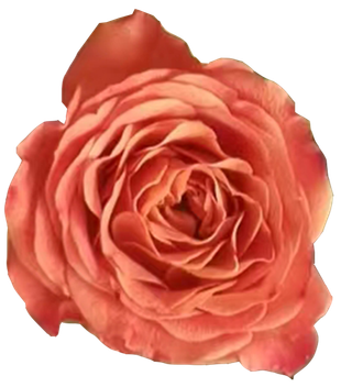 唯美香槟重瓣小朵多头玫瑰免抠摄影师拍实物花朵元素素材