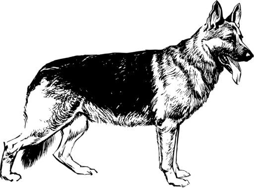 德国牧羊犬 PNG免抠(795x591)