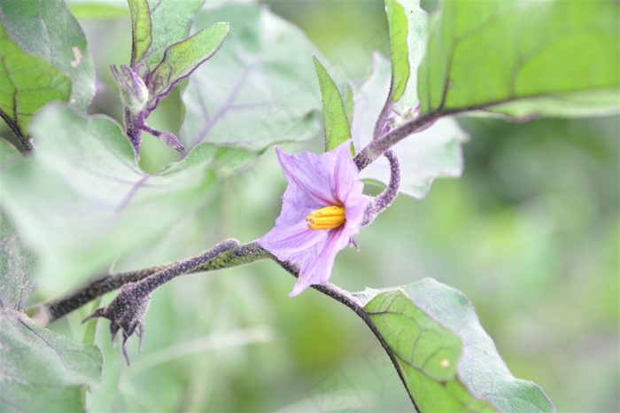 紫色茄子花朵