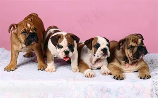 四只可爱的狗狗摄影素材