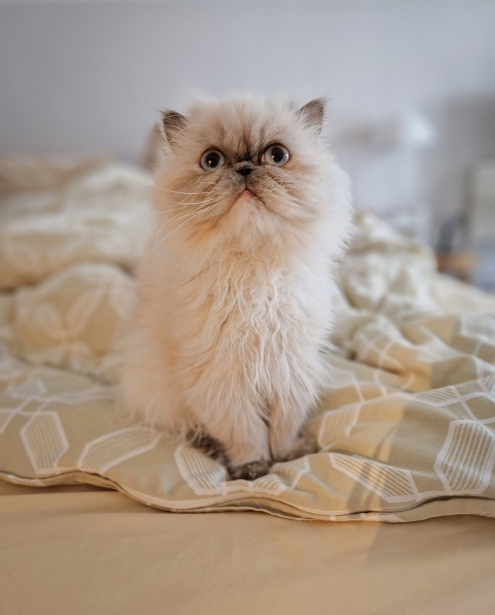 可爱猫咪猫猫摄影素材