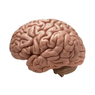 大脑 PNG免抠