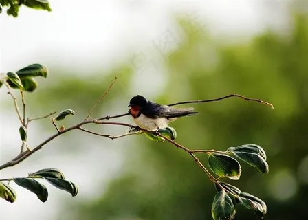 休息中的小燕子 休息中的小燕子