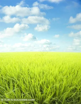 优美翠绿的草地