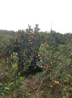 初冬的橘子 初冬的橘子