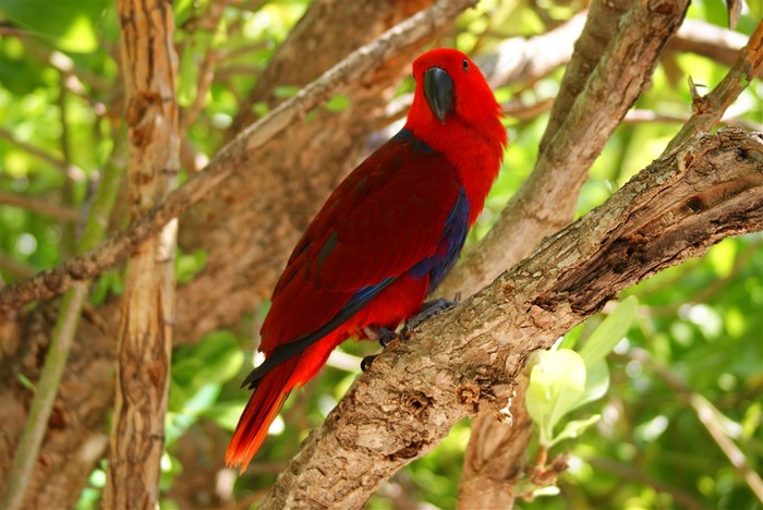 鹦鹉飞禽图片素材