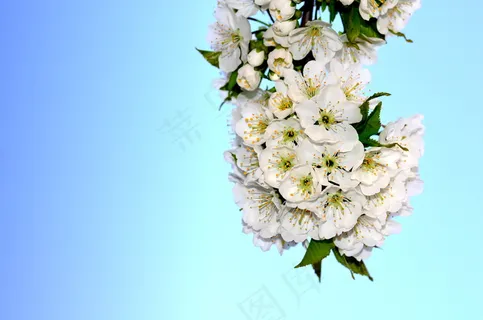 白色花朵小清新图片 白色花朵小清新图片
