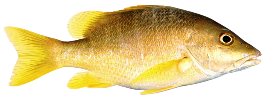 黄鱼鱼类新鲜