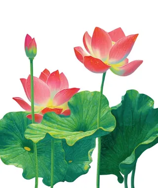 国潮荷花清新元素