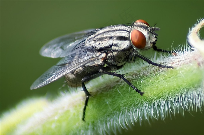 一只停在植物茎上的苍蝇昆虫图片