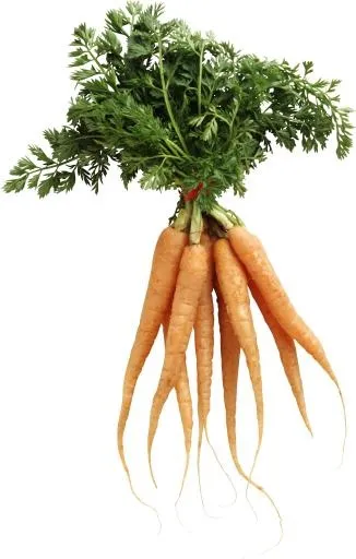 胡萝卜 PNG免抠(1658x2601)