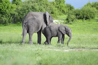 草原大象小象图片