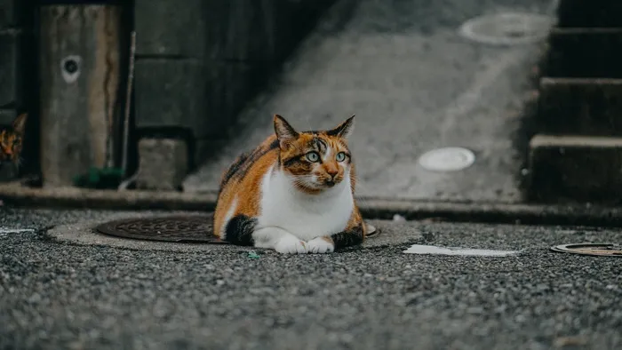 可爱猫咪猫猫摄影素材