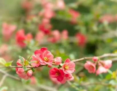 高清粉红桃花图片下载 高清粉红桃花图片下载